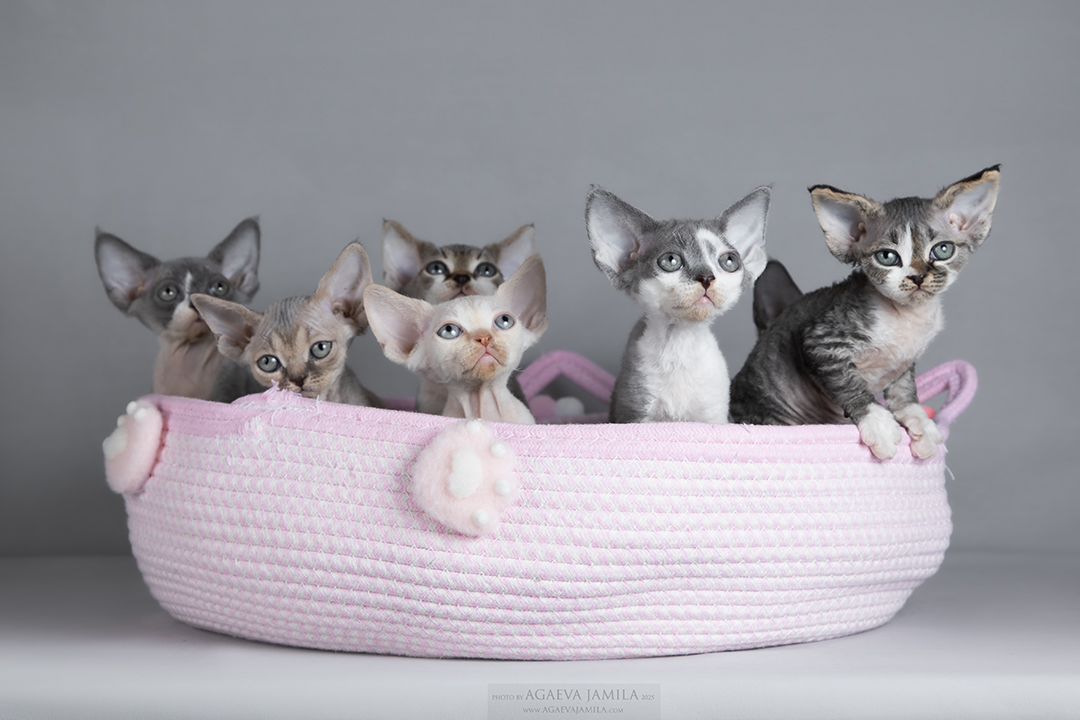 котенок